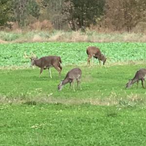 Photo #6 of 6056 Hobgood, Rougemont, NC 300.0 acres