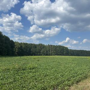 Photo #3 of 6056 Hobgood, Rougemont, NC 300.0 acres