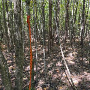 Photo #27 of Park Springs, Ruffin, NC 26.4 acres