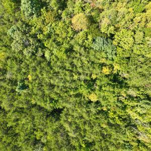 Photo #15 of Park Springs, Ruffin, NC 26.4 acres