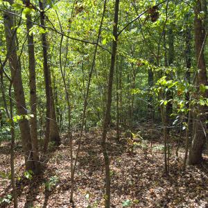 Photo #51 of Park Springs, Ruffin, NC 26.4 acres