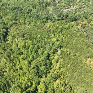 Photo #7 of Park Springs, Ruffin, NC 26.4 acres