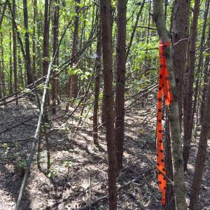 Photo #9 of Park Springs, Ruffin, NC 26.4 acres