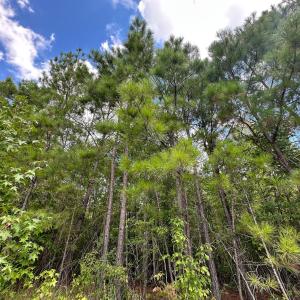Photo #6 of Nc-43, Macon, NC 18.3 acres
