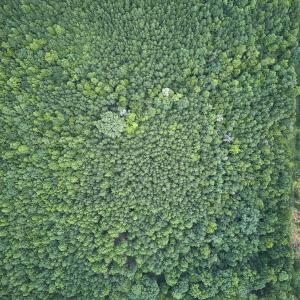 Photo #13 of Beal, Robbins, NC 59.0 acres