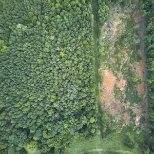 Photo #4 of Beal, Robbins, NC 59.0 acres
