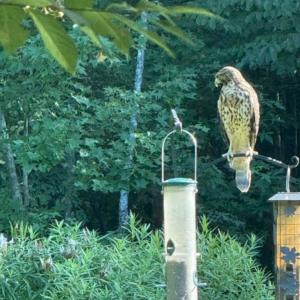 Photo #27 of 873 Six Mile, Chapel Hill, NC 10.0 acres