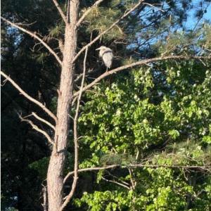 Photo #24 of 873 Six Mile, Chapel Hill, NC 10.0 acres