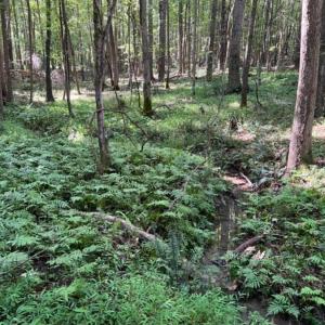 Photo #20 of 873 Six Mile, Chapel Hill, NC 10.0 acres