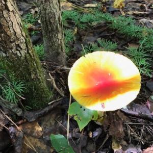 Photo #21 of 873 Six Mile, Chapel Hill, NC 10.0 acres