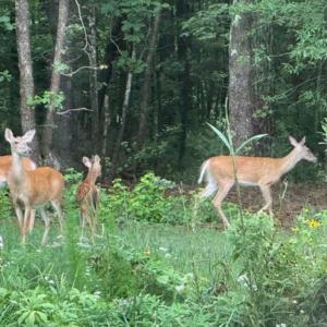 Photo #26 of 873 Six Mile, Chapel Hill, NC 10.0 acres