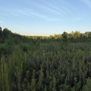 Photo #2 of 12 Acres Hope Creek, Spring Hope, NC 12.0 acres