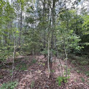 Photo #7 of New Elam Church, Moncure, NC 14.3 acres