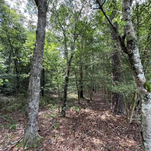 Photo #8 of New Elam Church, Moncure, NC 14.3 acres