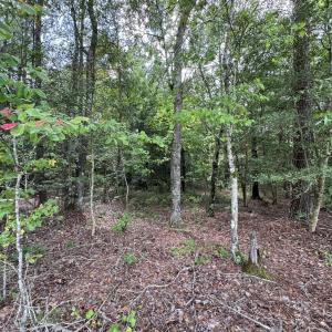 Photo #6 of New Elam Church, Moncure, NC 14.3 acres