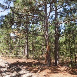 Photo #14 of Tbd Hwy 24 And Marks Rd, Cameron, NC 12.8 acres