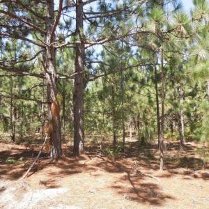 Photo #13 of Tbd Hwy 24 And Marks Rd, Cameron, NC 12.8 acres