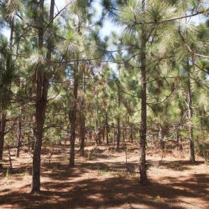 Photo #3 of Tbd Hwy 24 And Marks Rd, Cameron, NC 12.8 acres