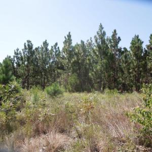 Photo #2 of Tbd Hwy 24 And Marks Rd, Cameron, NC 12.8 acres