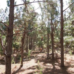 Photo #6 of Tbd Hwy 24 And Marks Rd, Cameron, NC 12.8 acres