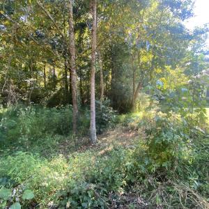 Photo #2 of 260 Sterling, Angier, NC 1.5 acres