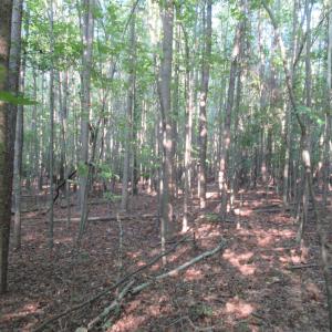 Photo #35 of 2643 Roberts Chapel, Goldston, NC 16.8 acres