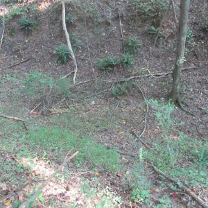 Photo #40 of 2643 Roberts Chapel, Goldston, NC 16.8 acres