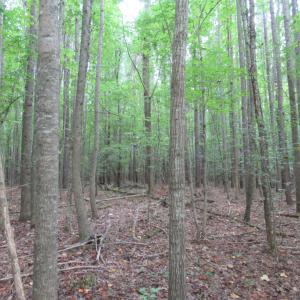 Photo #30 of 2643 Roberts Chapel, Goldston, NC 16.8 acres