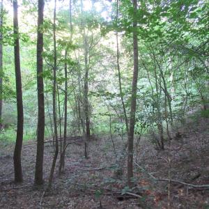 Photo #47 of 2643 Roberts Chapel, Goldston, NC 16.8 acres