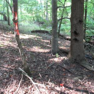 Photo #26 of 2643 Roberts Chapel, Goldston, NC 16.8 acres