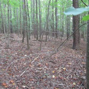 Photo #31 of 2643 Roberts Chapel, Goldston, NC 16.8 acres