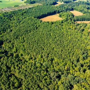 Photo #6 of 2643 Roberts Chapel, Goldston, NC 16.8 acres