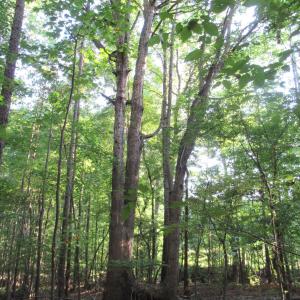 Photo #38 of 2643 Roberts Chapel, Goldston, NC 16.8 acres