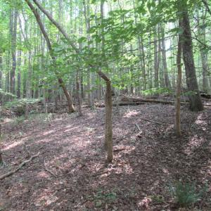 Photo #29 of 2643 Roberts Chapel, Goldston, NC 16.8 acres