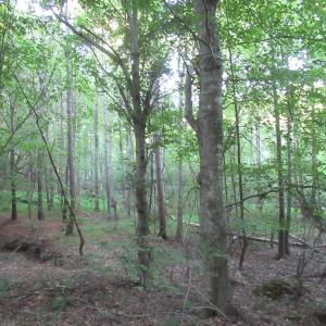Photo #46 of 2643 Roberts Chapel, Goldston, NC 16.8 acres