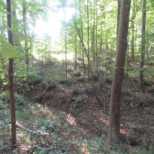 Photo #44 of 2643 Roberts Chapel, Goldston, NC 16.8 acres