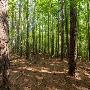 Photo #10 of 2643 Roberts Chapel, Goldston, NC 16.8 acres