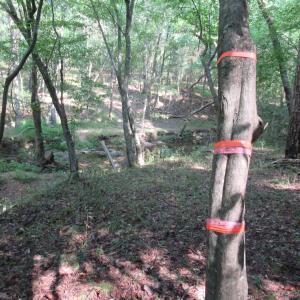 Photo #27 of 2643 Roberts Chapel, Goldston, NC 16.8 acres
