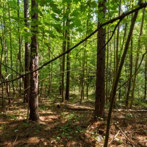 Photo #12 of 2643 Roberts Chapel, Goldston, NC 16.8 acres