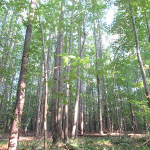 Photo #45 of 2643 Roberts Chapel, Goldston, NC 16.8 acres