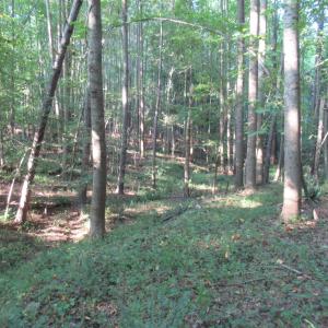 Photo #43 of 2643 Roberts Chapel, Goldston, NC 16.8 acres