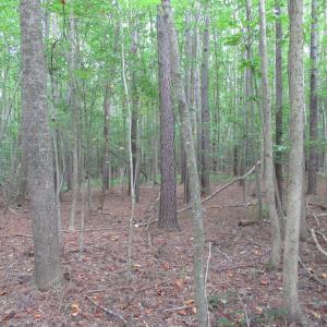 Photo #33 of 2643 Roberts Chapel, Goldston, NC 16.8 acres