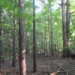 Photo #37 of 2643 Roberts Chapel, Goldston, NC 16.8 acres