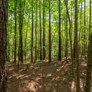 Photo #11 of 2643 Roberts Chapel, Goldston, NC 16.8 acres