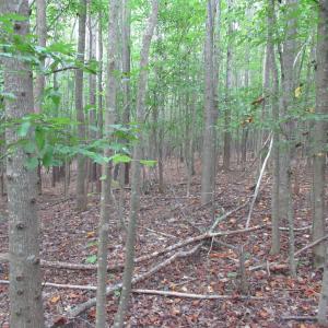 Photo #32 of 2643 Roberts Chapel, Goldston, NC 16.8 acres