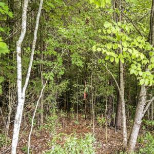 Photo #14 of Lot 5 Green Mountain, Hillsborough, NC 10.0 acres