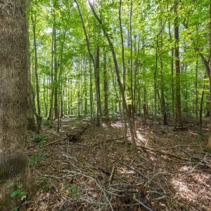 Photo #8 of 1556 Dogwood, Oxford, NC 2.5 acres