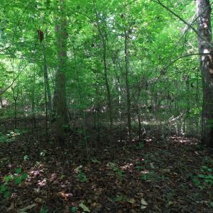 Photo #15 of 4220 Carolina 14, Reidsville, NC 16.4 acres