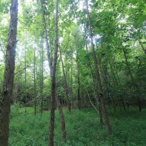 Photo #16 of 4220 Carolina 14, Reidsville, NC 16.4 acres