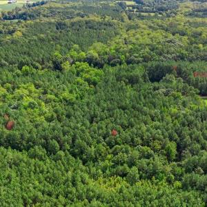 Photo #6 of 4490 Charles Taylor, Oxford, NC 8.1 acres